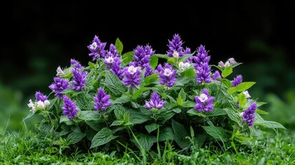 Obraz premium Purple self-heal flowers blooming in a lush green grassy field under soft natural daylight.