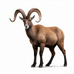 Obraz premium Mountain goat with horns standing on a white background