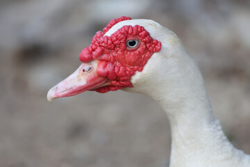 Close up head The white Duck is stay in dry garden