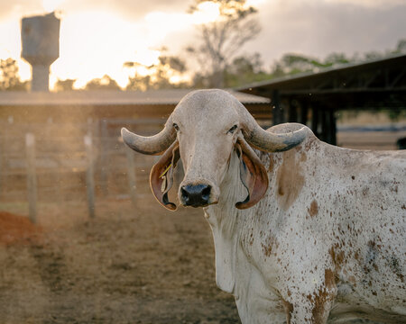 Gir Cow (Bos primigenius indicus) at a dairy farm in Alexania, state of Goias, Brazil during sunset