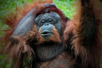 Bornean orangutan (Pongo Pygmaeus)