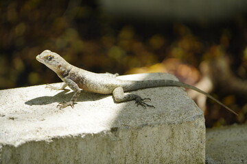 Tropidurus torquatus is a lizard in the family Tropiduridae, popularly known as the Amazon lava lizard. Fortaleza Ceará, Brazil.