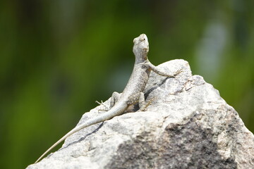 Tropidurus torquatus is a lizard in the family Tropiduridae, popularly known as the Amazon lava lizard. Fortaleza Ceará, Brazil.