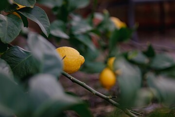Close-up of ripe lemons on a tree branch.