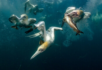 Eye level with diving Northern gannets (Morus bassanus) taking Mackerel (Scomber scombrus) underwater. Multiple other diving gannets in the background.