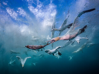 Eye level with diving Northern gannets (Morus bassanus) taking Mackerel (Scomber scombrus) underwater. Multiple other diving gannets in the background.