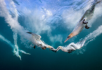 Eye level with diving Northern gannets (Morus bassanus) taking Mackerel (Scomber scombrus)...