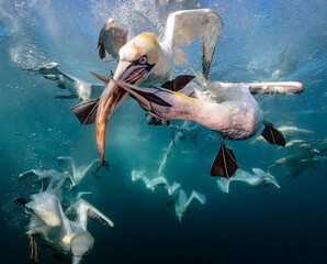 Eye level with diving Northern gannets (Morus bassanus) taking Mackerel (Scomber scombrus) underwater. Multiple other diving gannets in the background.