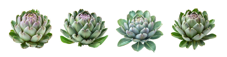 Fototapeta premium Fresh artichokes with intricate leaves, showcasing vibrant colors and textures, isolated on transparency background