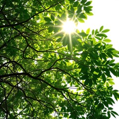 Sunlight Sonata: Intricate Patterns Woven by Nature's Light