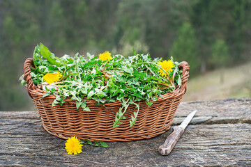 Dandelion