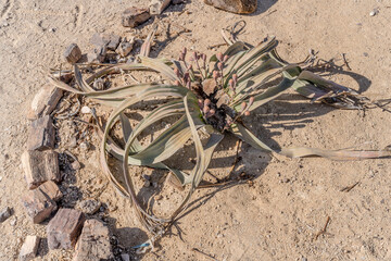 Weltwitschia Mirabilis plant at Petrified Forest site in desert countryside, near Khorixas, Namibia