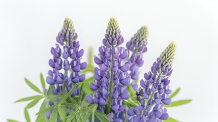 Obraz premium Beautiful colorful flowers in Spring.