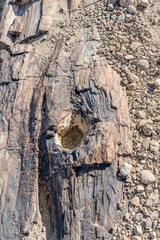bark of petrified tree-trunk at Petrified Forest site in desert countryside, near Khorixas, Namibia