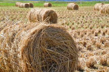 田園風景　稲わらロールイメージ（新潟県）
