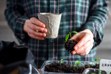 Hands of a farmer transplanting seedlings into peat cups. Preparing for open-ground cultivation....