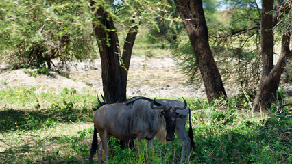 The graceful wildebeest can be seen grazing peacefully under the trees in a lush landscape...
