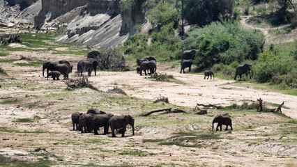 A majestic herd of elephants gracefully grazing in their natural and beautiful habitat Tarangire...