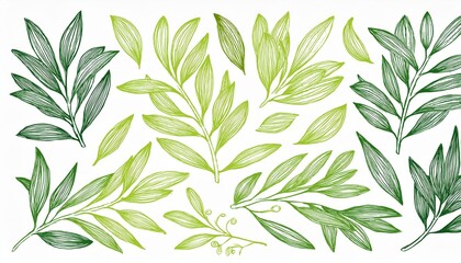 Leaf brush hand drawn ink elements. Green crayon texture brush  olive, flower, leaf  hand drawn illustration. Brush branch, botanical floral silhouette perfect any project