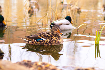 duck