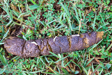 Parasites on dog poop