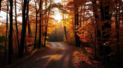 Obraz premium Autumn Forest Path Sunset Landscape Photography