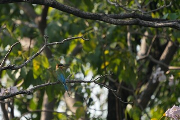 A jay is perched on a branch, looking for food.