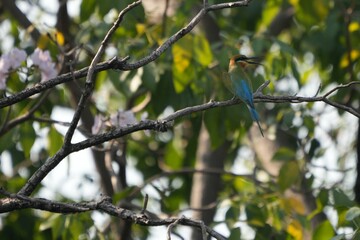 A jay is perched on a branch, looking for food.