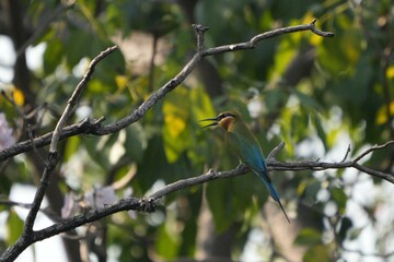 A jay is perched on a branch, looking for food.