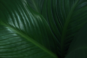 nature background of close-up macro deep green leave texture tropical forest plant.abstract curve...