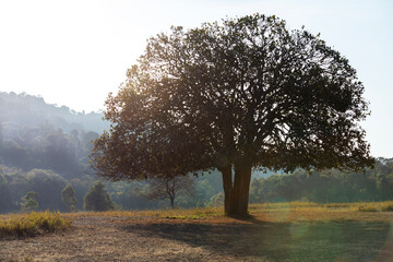 A large tree stands alone in tropical forest during sunrise.