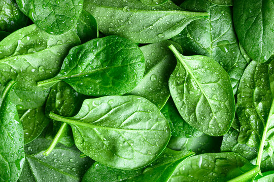 Close-up of fresh spinach leaves with water drops, creating a natural green food background