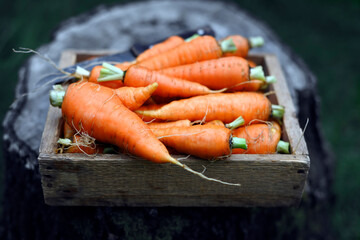 Close-up of fresh carrots in a wooden box in the vegetable garden. Organic food photography