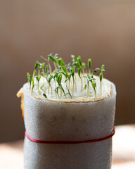 Young two-leaf tomato seedlings growing in high foam roll. Tiny plants in nursery. Agricultural technology for seeds let shoot. Healthy food production at backyard garden.