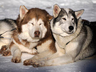 Obraz premium sled dog husky relaxing on the snow
