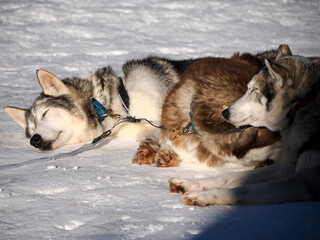 Naklejka premium sled dog husky relaxing on the snow