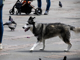 Tramp dog in bogota main place colombia