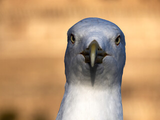seagull close up portrait eyes looking at you