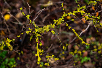 Old dry branch on gooseberry shrub covered with yellowish-green textured moss. Fruit tree parasite colonising bark. Gloomy autumn background, bark parasite, symbiotoc organism damaging stems or trunks