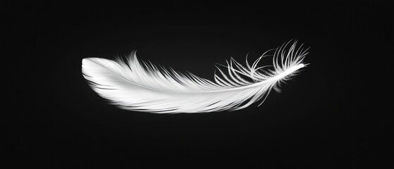 Obraz premium A white feather is shown on a black background