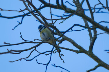 Eurasian blue tit (Cyanistes caeruleus) sitting in a tree in Zurich, Switzerland