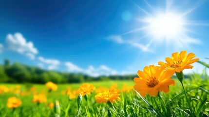 A vibrant field of yellow flowers under a clear blue sky, radiating sunlight. This picturesque scene symbolizes beauty and tranquility in nature, perfect for a refreshing vibe.