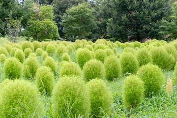 緑のコキアが広がる草原