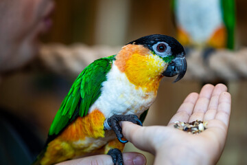 Black-headed Caiques parrot sitting on hand of obscured person.