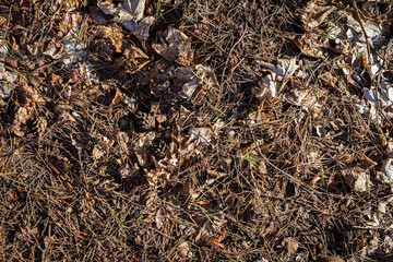 Natural pine forest ground with some leaves, twigs and seeds. Forest soil texture background