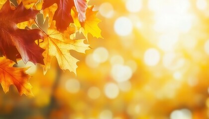 Stunning Orange And Yellow Autumn Leaves In Sunlight With Bokeh: A Natural Display Of Fall Foliage In A Park Setting.