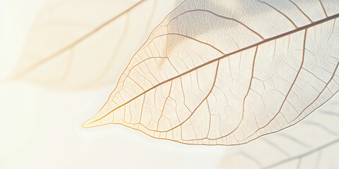 Macro nature textures of elegant leaf veins illuminated by ambient light