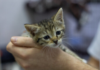 Veterinarian gently supporting a small, homeless tabby kitten during a medical examination in a veterinary clinic, providing essential care and compassion to the vulnerable animal.