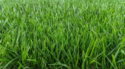 Obraz premium Fresh Green Grass Texture for Nature and Landscaping Projects