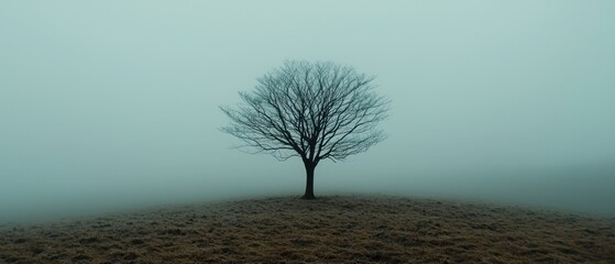 A tree stands alone in a foggy field